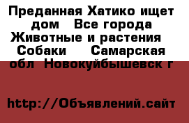 Преданная Хатико ищет дом - Все города Животные и растения » Собаки   . Самарская обл.,Новокуйбышевск г.